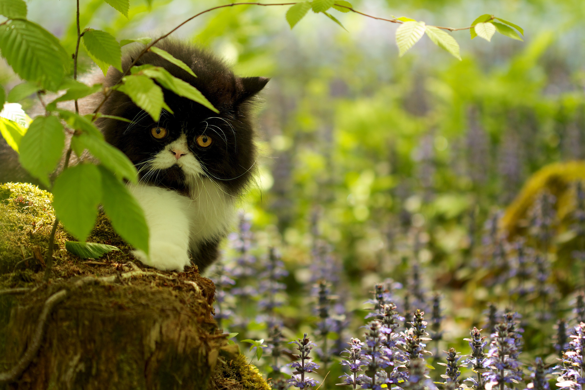 Весенние картинки с животными прикольные. Кошка на природе. Кошки весной.
