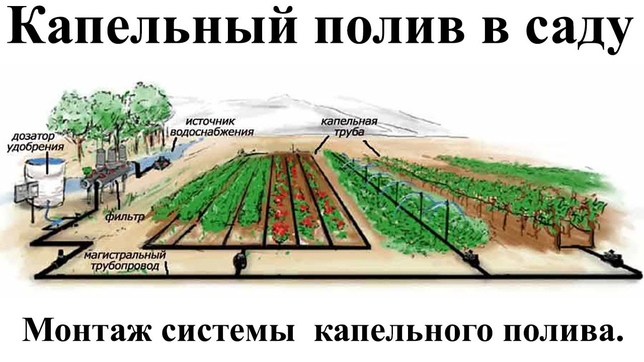 Капельный полив | Фото