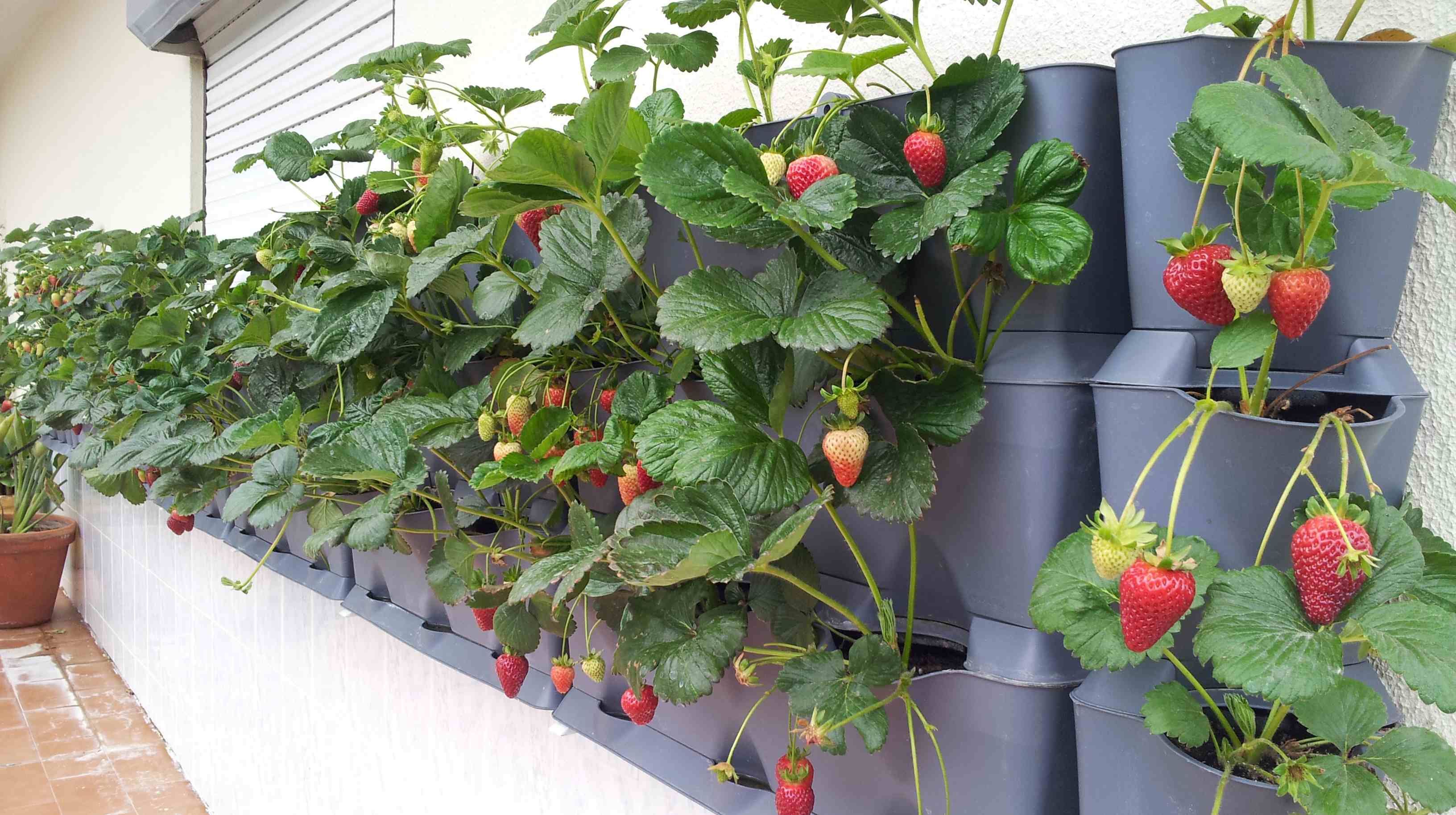 Огород на балконе: вырастим в городе фрукты и овощи