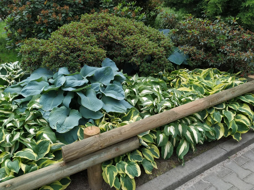 Хоста в квітнику Хоста в квітнику