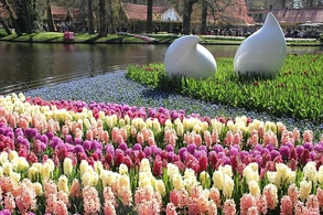 Наступает весна и на клумбах и в цветниках появляются весенние цветы.