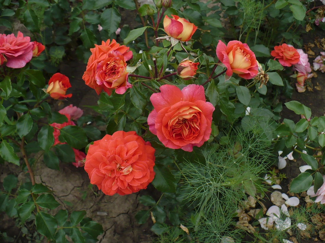 Gerbruder Grimm (Братья Гримм) - розы флорибунда.