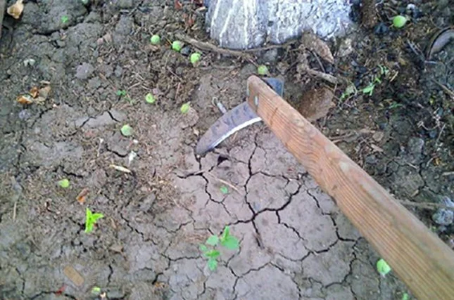 Плоскорез для огорода