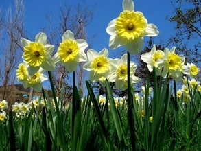 Нарцисс `Ice Follies`