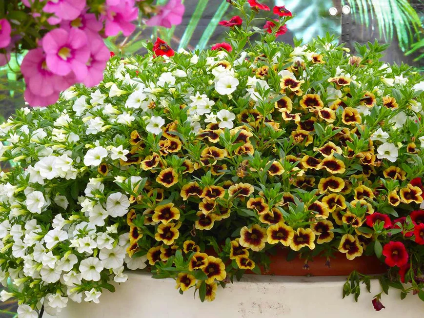 «Миллион колокольчиков» или Калибрахоа (Calibrachoa)