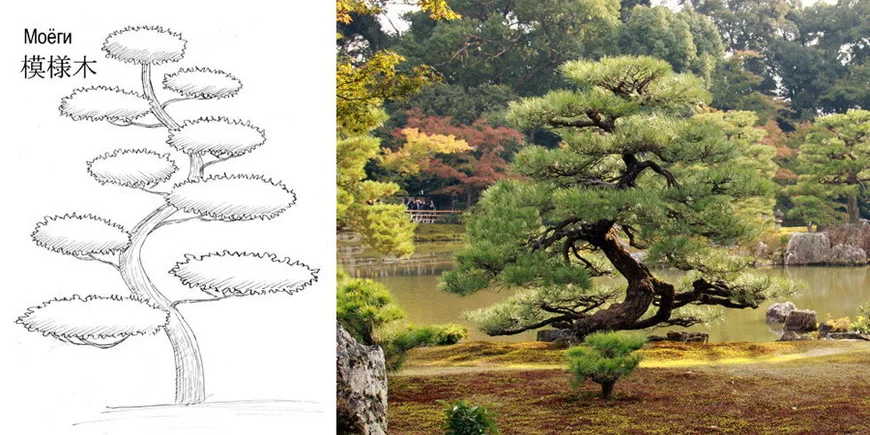 Моёги (извилистый ствол) Моёги (извилистый ствол)