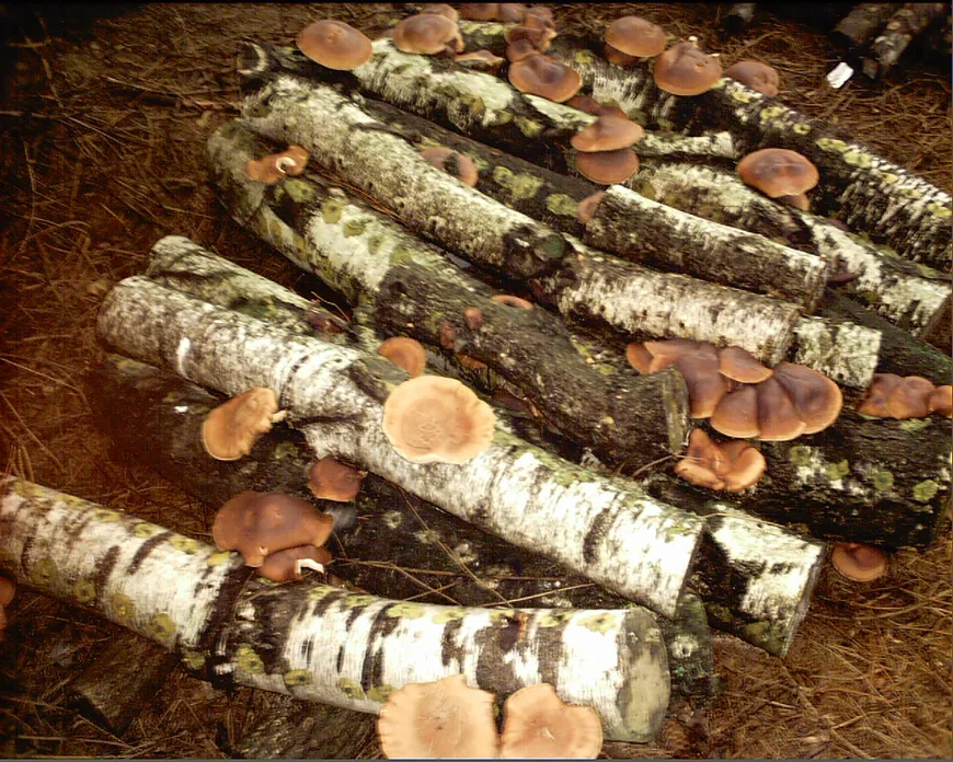 Чурки березы и тополя для выращивания грибов. Выращиваем грибы на даче