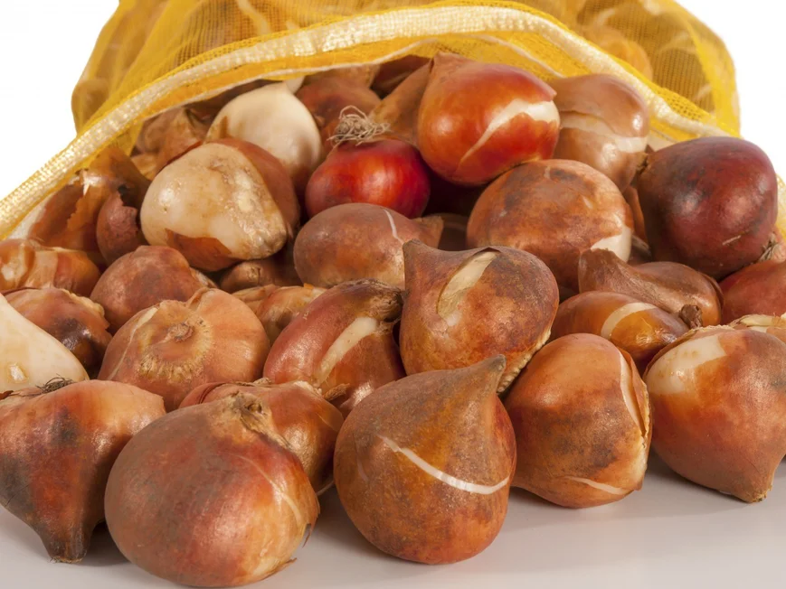 Луковицы храните в теплом, проветриваемом , темном месте до посадки.