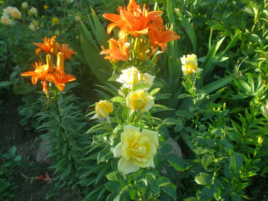 Лилия и роза в желто-горячих тонах
