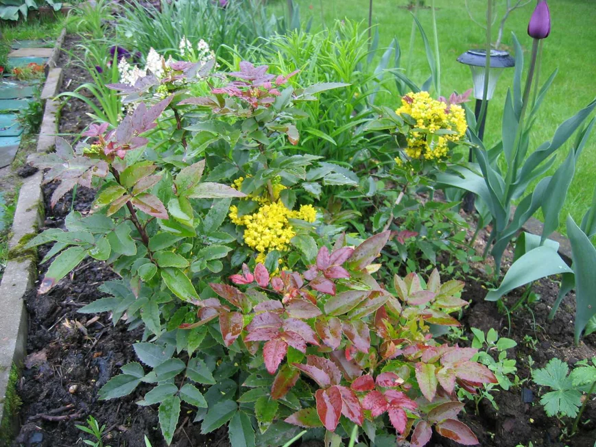 Зацветает магония весной желтыми цветами, а к осени ее украшают гроздья необычных ярко-синих ягод. 