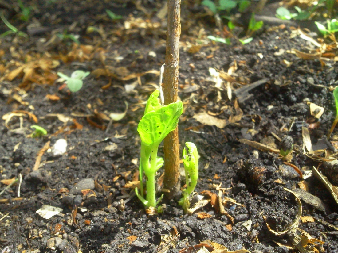 Травянистый гибискус из семян после зимовки
