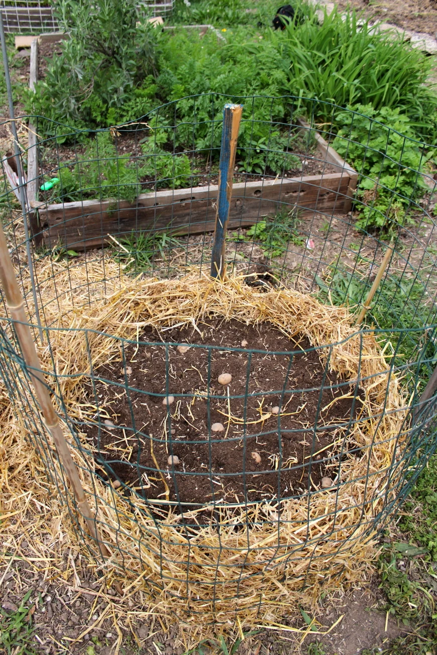 Высокая грядка из строительной сетки