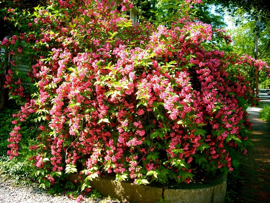 Вейгела - универсальное растение и впишется сад любого стиля