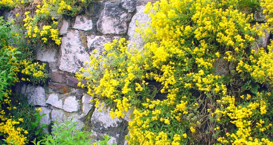 Посадите больше растений у основания подпорной стенки или в оставленных среди камней нишах.