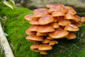 Опята на пне. Выращивание грибов на участке