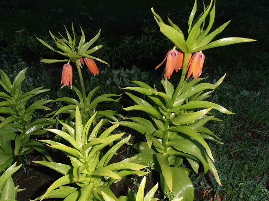 Рябчик императорский порадует вас очаровательными колокольчатыми цветами с симпатичным хохолком.