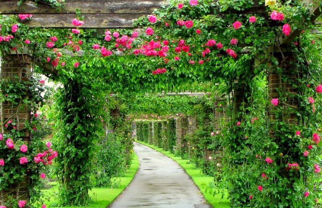 Арки или перголы, увитые плетистыми розами, беседки, окруженные ими, придают саду новое дыхание и особую романтичность.