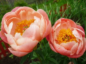 Пион травянистый Корал Шарм (Coral Charm)