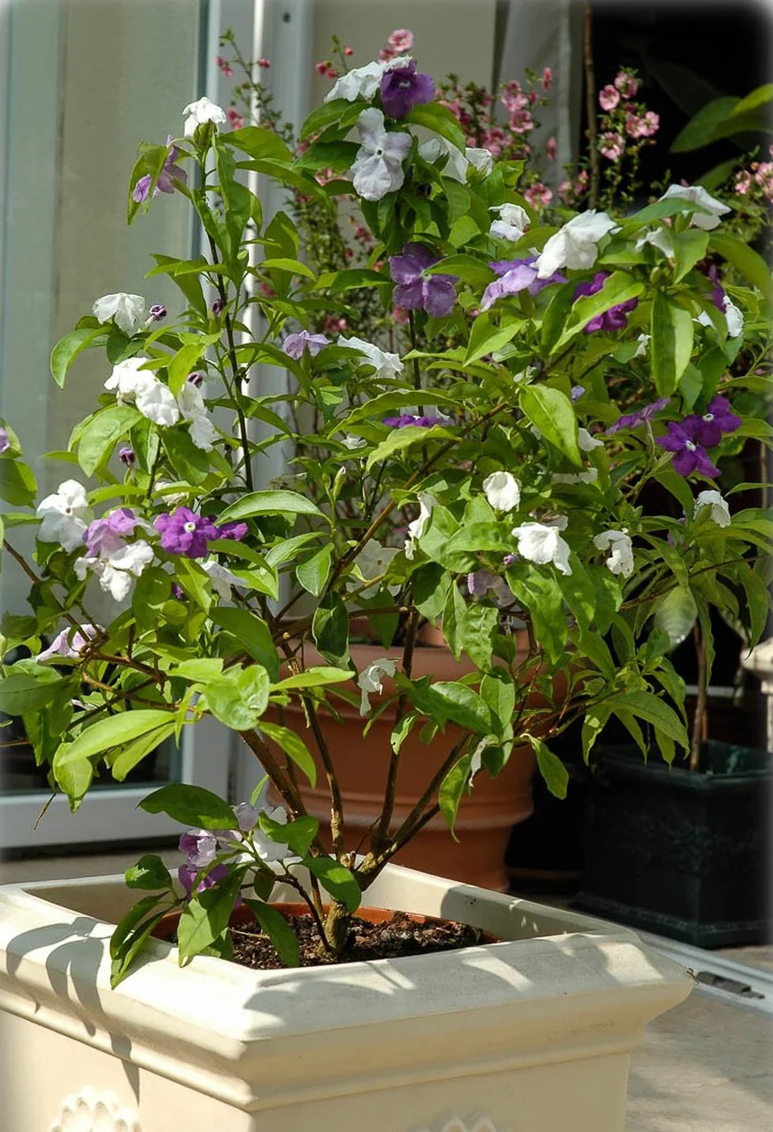 Брунфельсія (Brunfelsia) Брунфельсія (Brunfelsia)