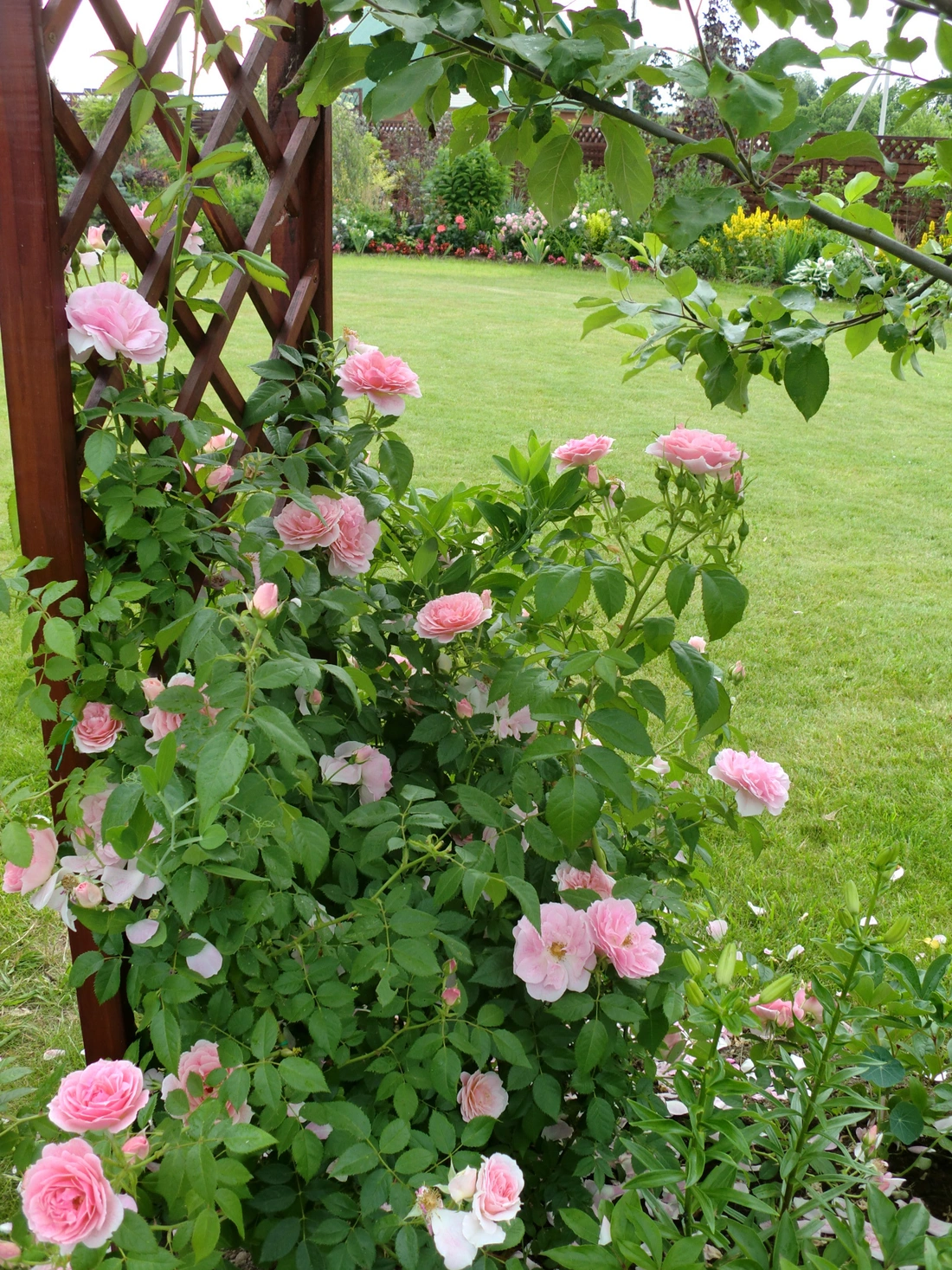 Решетка станет не только опорой для розового куста, но и разделит сад на зоны.