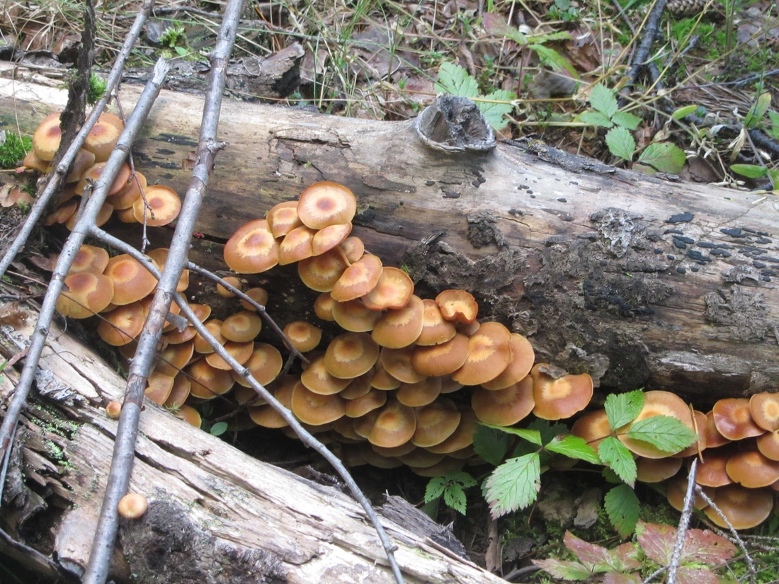 Лесные грибы на даче 