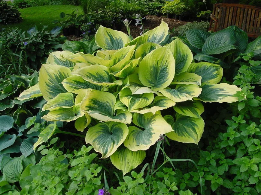 Хоста Liberty. Высшая всемирная награда "Hosta of the year" в 2012г