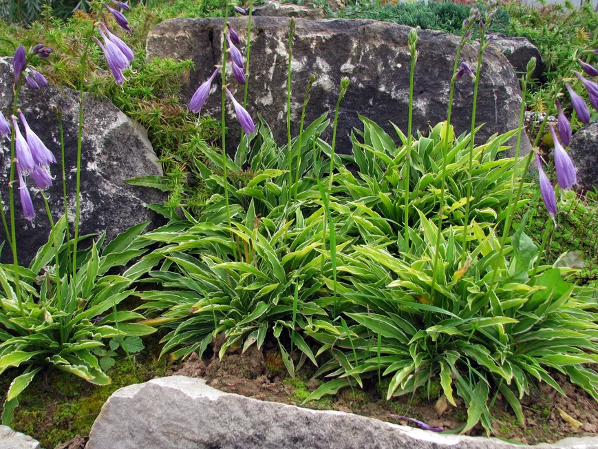 Хоста гибридная 'Стилетто' ('Stiletto') - Миниатюрная хоста с длинными, ланцетной формы зелеными листьями, окантованными бело - жёлтой каймой.Высота 25-30 см.