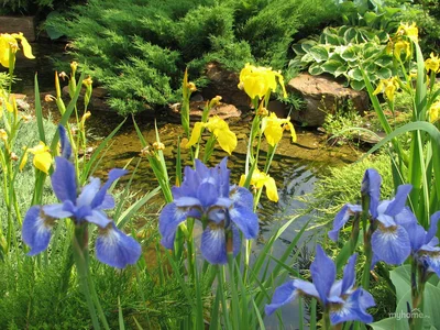 Береговая зона пруда декорируется растениями,обычно растущими в прибрежной зоне.Однако и некоторые,привычные нам, садовые растения(ирисы,осоки) так же впишутся в оформление пруда.
