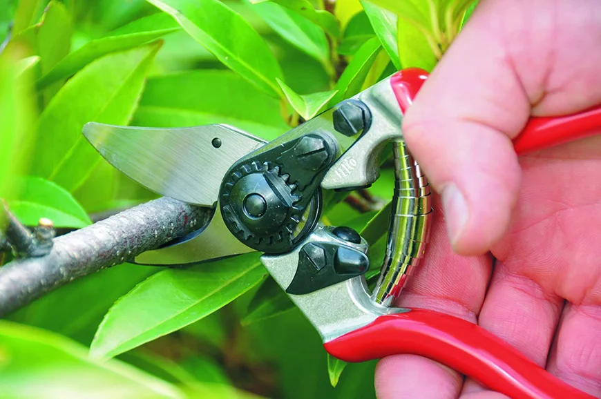 Як правильно вибрати секатор для комфортної та якісної обрізки?