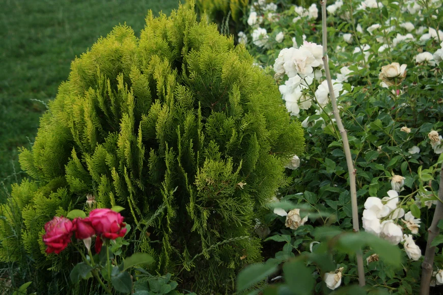  Хвойные растения — одни из самых популярных растений в ландшафтном озеленении. 