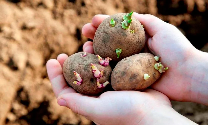 Когда лучше сажать картофель?