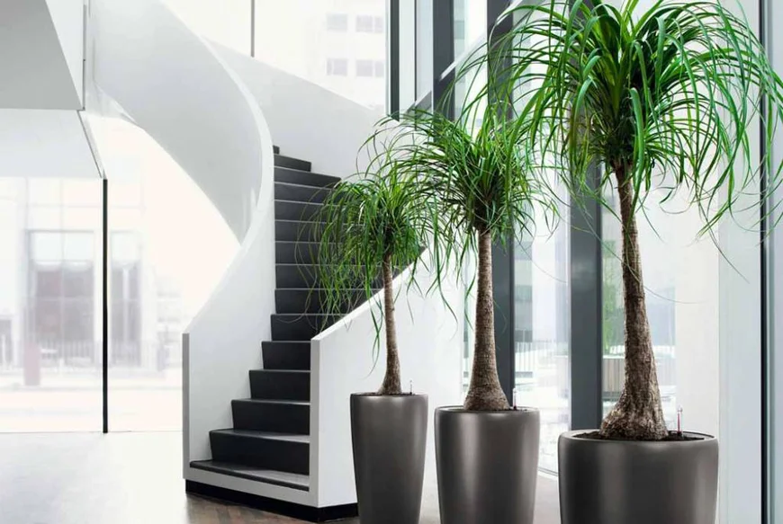 Озеленение офиса. Искусственные растения