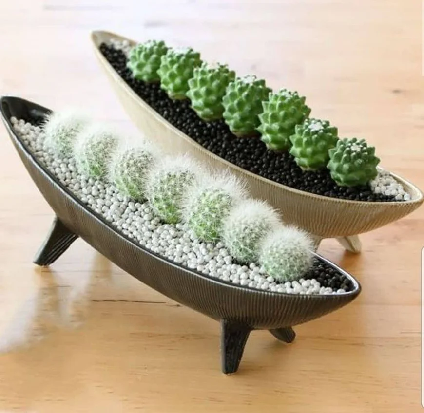 Кактуси в оригінальних кашпо