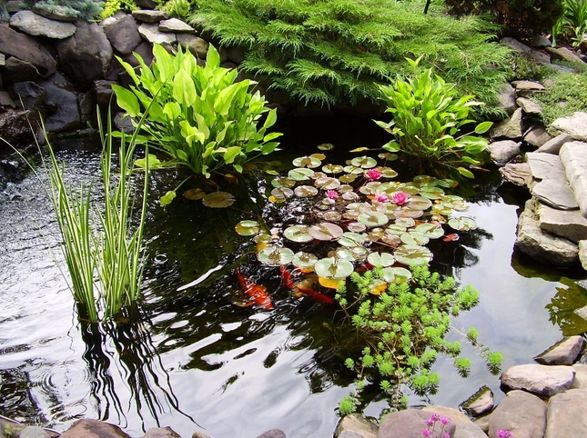 Как сделать пруд своими руками? Удивительные садовые водоемы! ФОТО