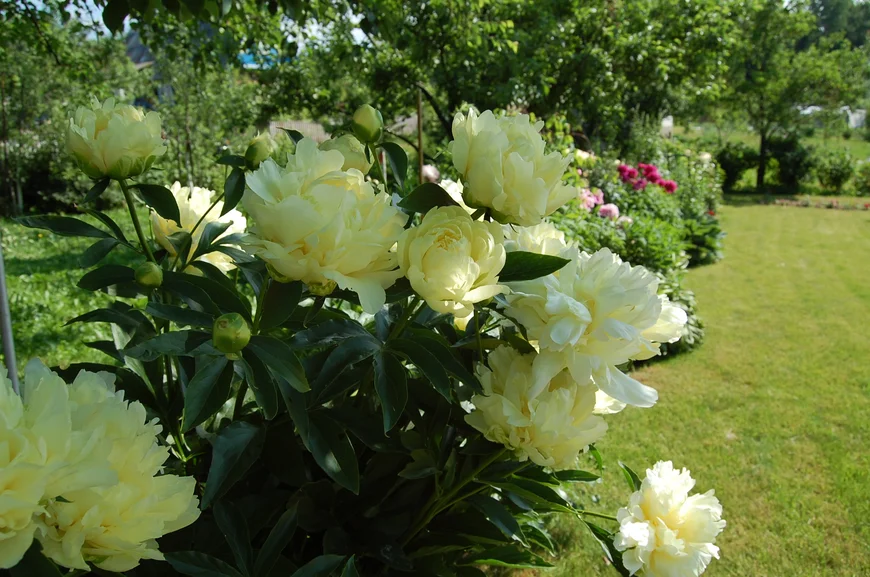 Gold Mine. Для коллекционеров сорт желанный, благодаря своей необычной (для травянистых пионов) светло-желтой окраске цветов