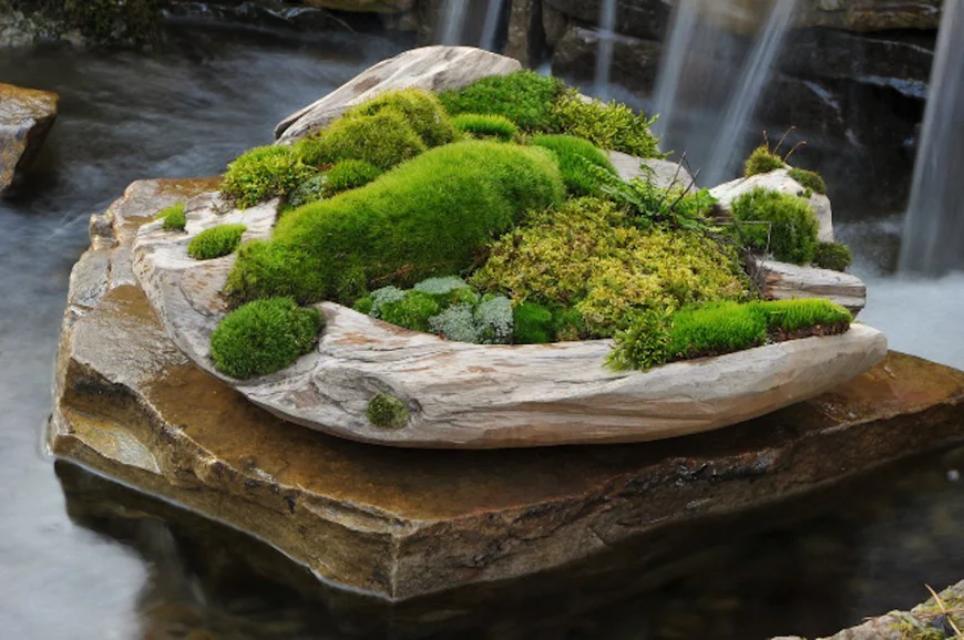 Moss garden