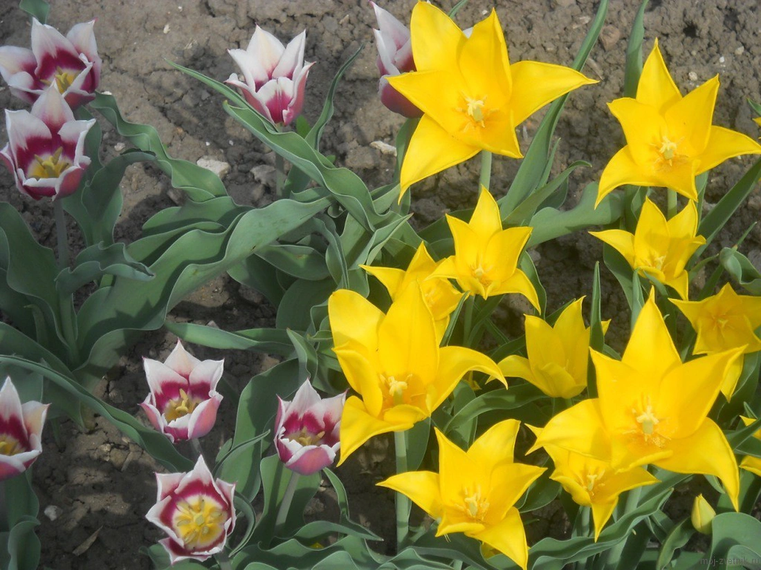 Тюльпаны предпочитают хорошо освещенные участки, недоступные для холодного ветра и сквозняка. 