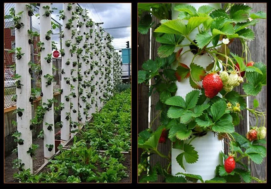 Вертикальная грядка из пластиковых труб