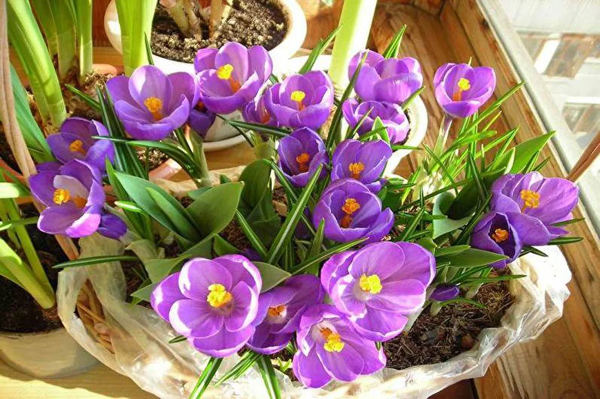 Шафран (Crocus) . Шафран (Crocus) .