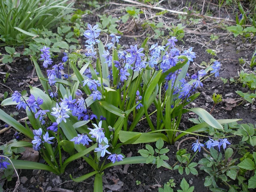Сцилла(пролеска) - идеальна для декорирования приствольных кругов