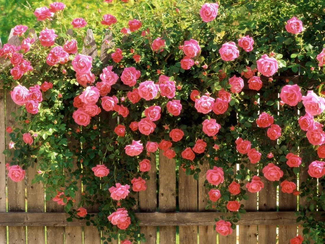 Возле стены, изгороди или решетки плетистая роза часто формируется в виде веера. 