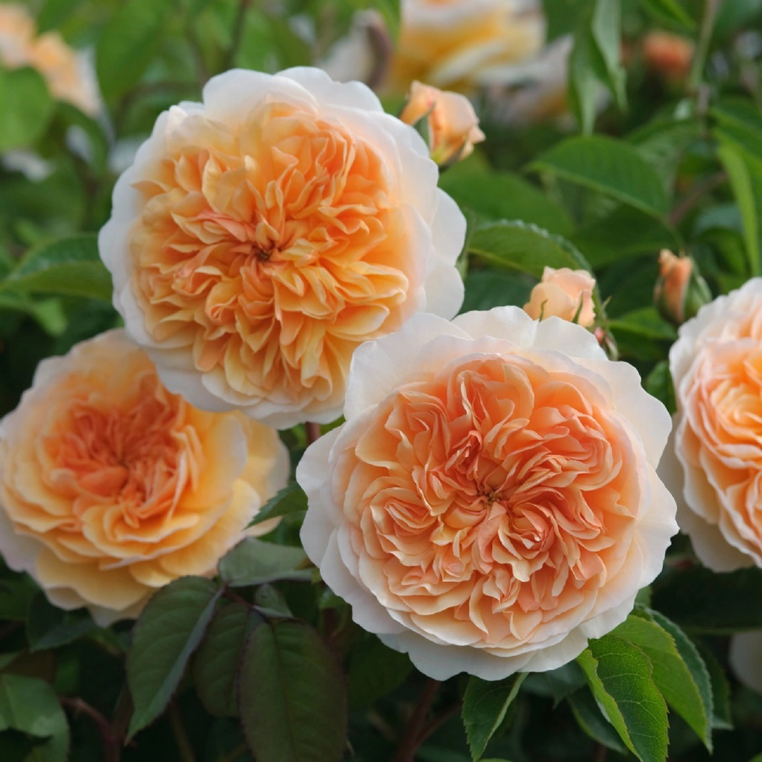 PORT SUNLIGHT. English Rose - bred by David Austin. Shrub Rose