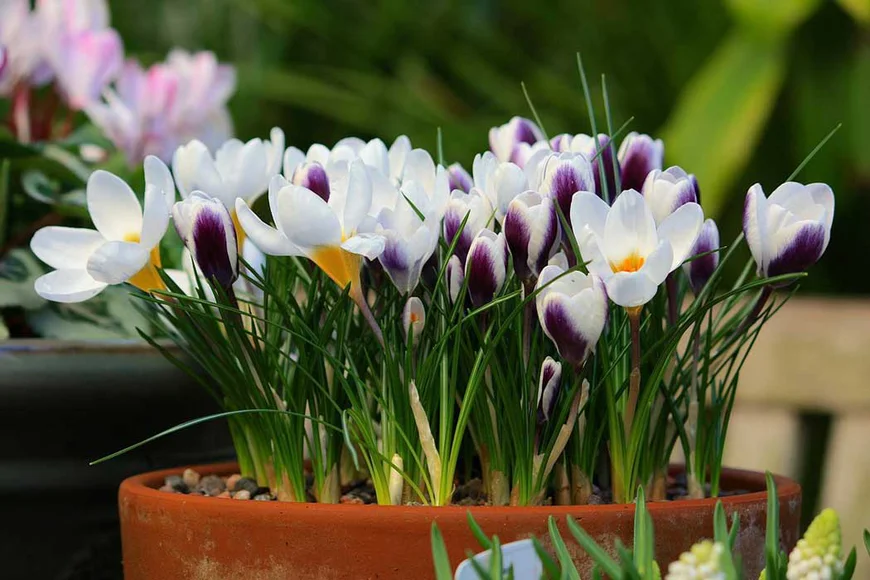Шафран (Crocus) Шафран (Crocus)