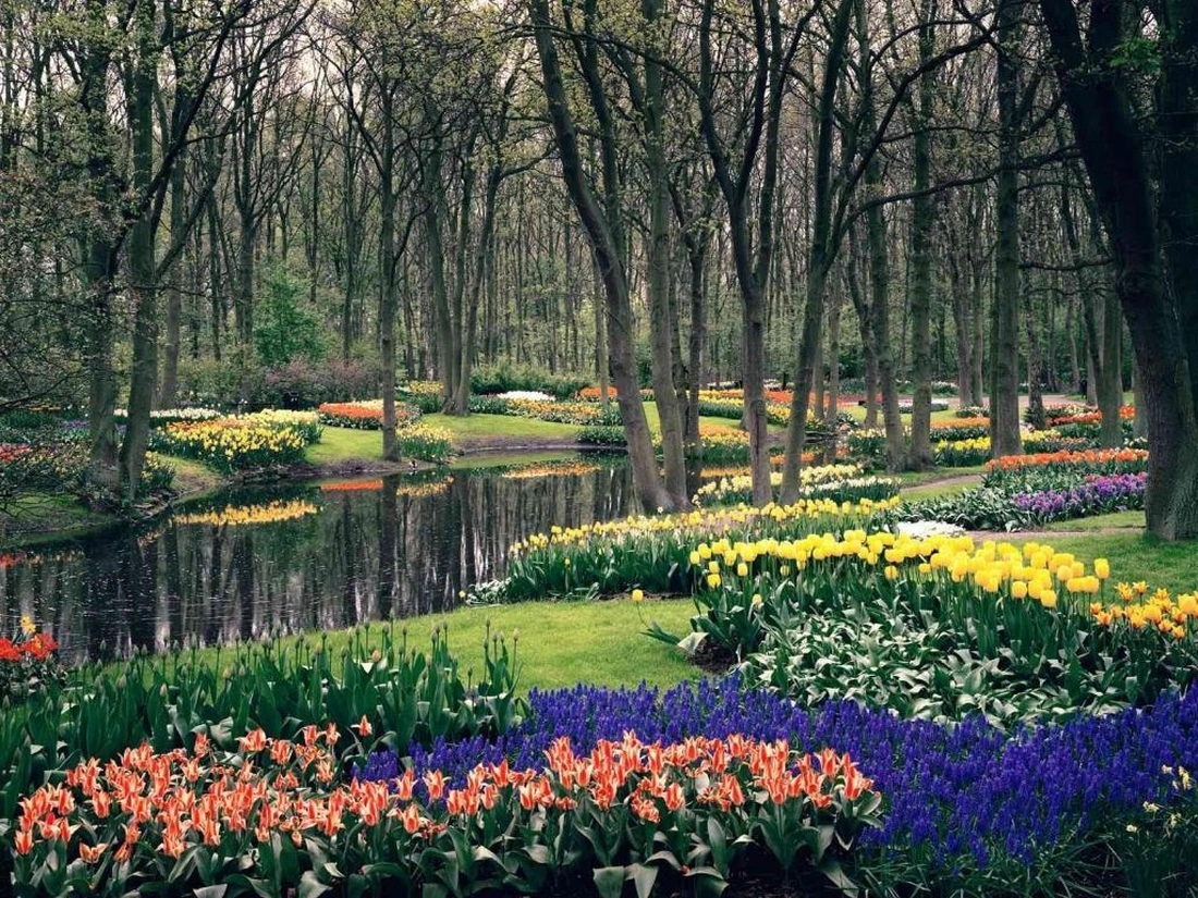 Парк цветов Кёкенхоф в Голландии.