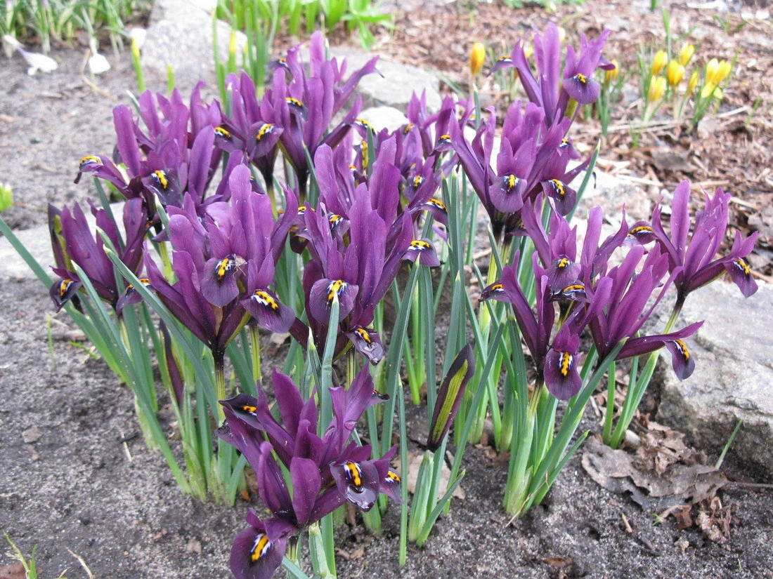 Карликовый ирис - отличный цветок для альпийских горок и лужков.
