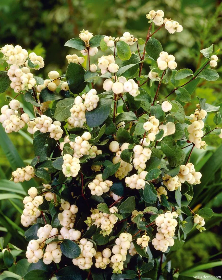 Снежноягодник