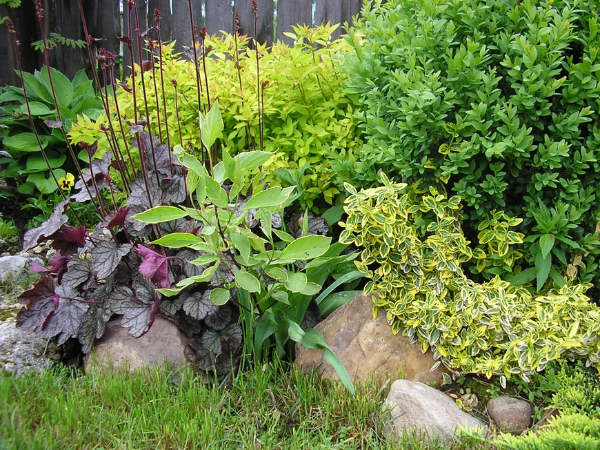 Бересклет Форчуна