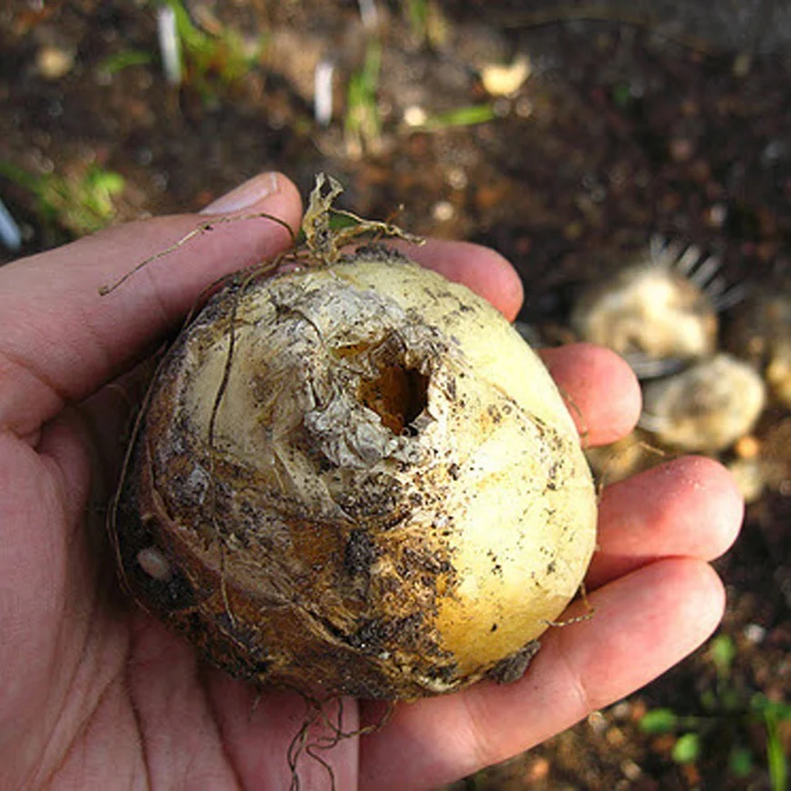 Размеры взрослых луковиц могут быть довольно внушительными, а вес - достигать 1кг! 