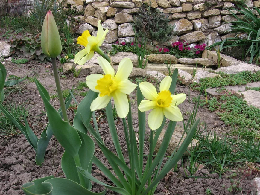 Нарцисс Спринг Бит - Spring Beat трубчатый 