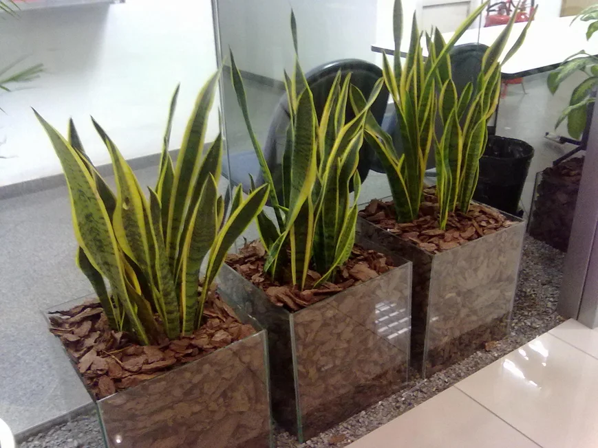 Стеклянные контейнеры для растений